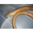 画像5: ヨーロッパヘビトカゲ (5)
