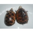 画像5: ミシシッピニオイガメ(ML) (5)
