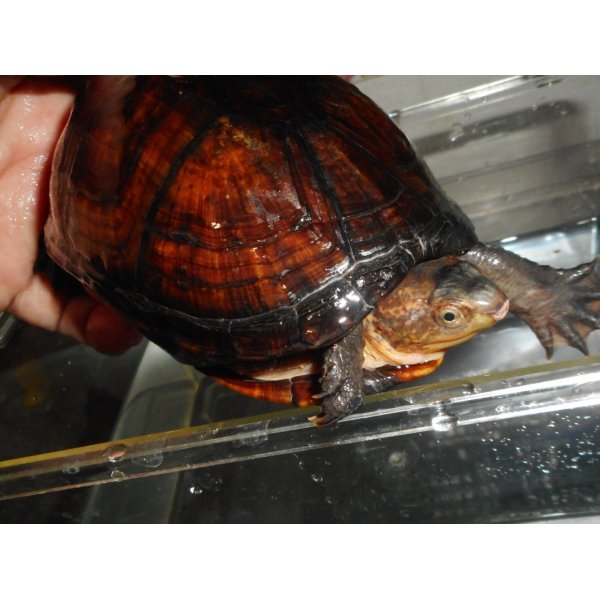 画像4: サソリドロガメ（L）