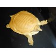 画像1: アルビノスッポン(XL) (1)