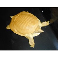 アルビノスッポン(XL)