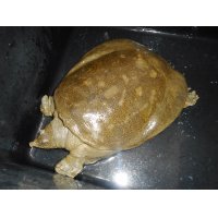 スッポン(XXL)