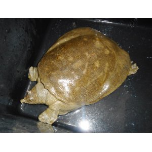 スッポン（XXL）