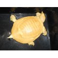 画像5: アルビノスッポン(XL) (5)