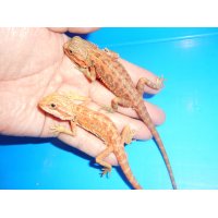 フトアゴヒゲトカゲ（スーパーレッドトランス）