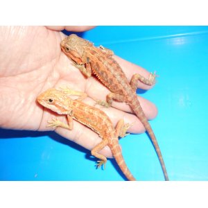フトアゴヒゲトカゲ（スーパーレッドトランス）