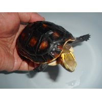 チュウゴクセマルハコガメ(ML)