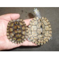 ワモンチズガメ