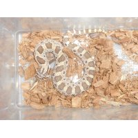 セイブシシバナヘビ（コンダ）