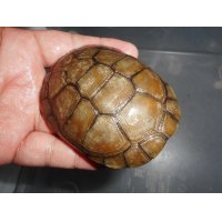 ヌマヨコクビガメ