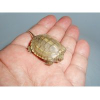 クサガメ(ハイポ)